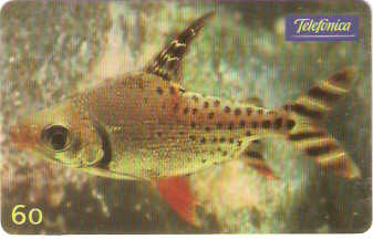 SP-0642 - Jaraki