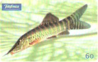 SP-0643 - Botia Hymenophysa