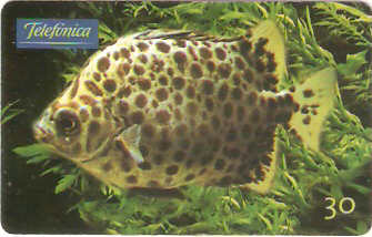 SP-0644 - Scatophagus Argus