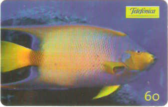 SP-0645 - Peixe Anjo