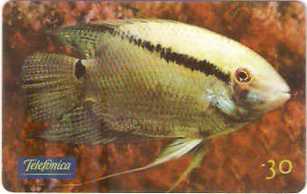 SP-0646 - Cichlasoma Festivum