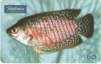 SP-0647 - Colisa Lalia