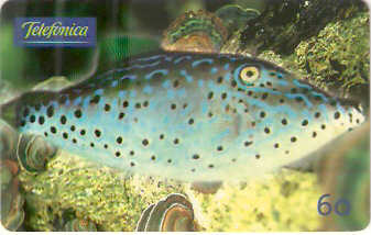 SP-0648 - Peixe Lixa