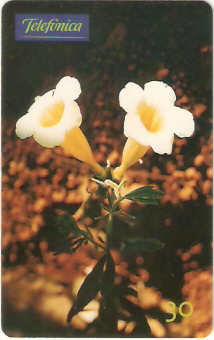 SP-0652 - Anemopaegma Arvense