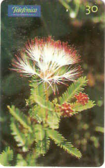 SP-0653 - Calliandra Virgata