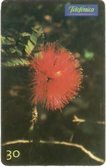 SP-0654 - Calliandra Dysantha