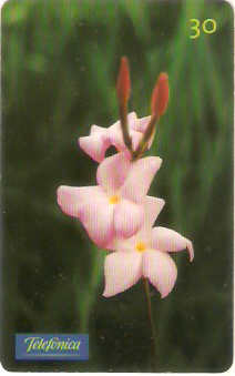 SP-0655 - Mandevilla Nova-Capitalis