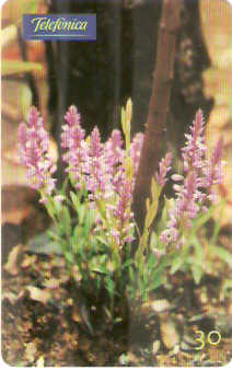 SP-0656 - Polygata Angulata