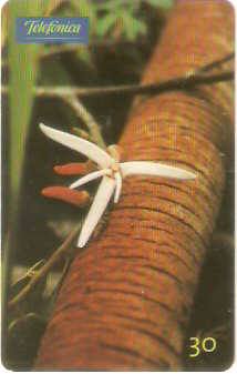 SP-0657 - Xylopia Aromática