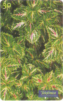 SP-0659 - Coleus Blumei