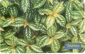 SP-0660 - Pilea Cardierei