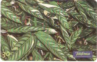 SP-0661 - Calatéia