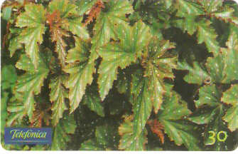 SP-0662 - Begônia