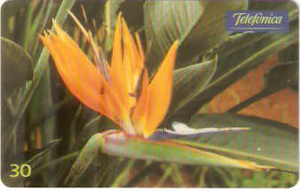 SP-0663 - Strilitzia Reginae