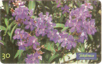 SP-0665 - Quaresmeira Roxa