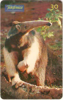 SP-0705 - Animais Silvestres - 01/26