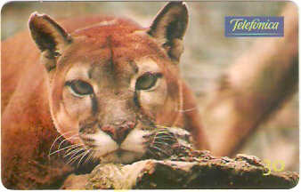 SP-0706 - Animais Silvestres - 02/26