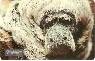 SP-0709 - Animais Silvestres - 05/26