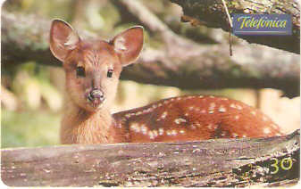 SP-0711 - Animais Silvestres - 07/26