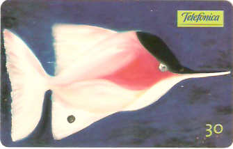 SP-0725 - Peixe Bicudo