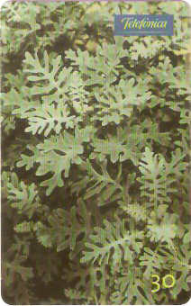SP-0739 - Cinerária