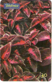 SP-0740 - Solenostemon Scutellariodes