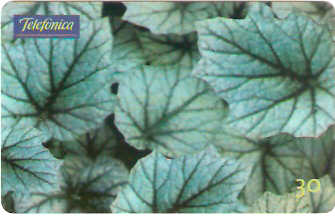SP-0741 - Begonia Rex
