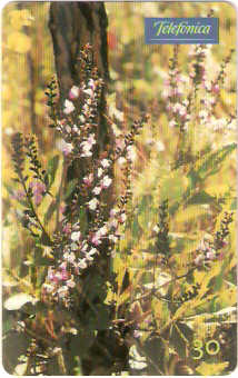 SP-0742 - Andira Humilis