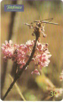 SP-0743 - Pterandra Pyrrhoidea