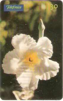 SP-0745 - Macrosiphonia sp.