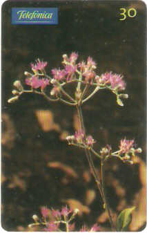 SP-0746 - Vermonia Telecartofilia Furtadox