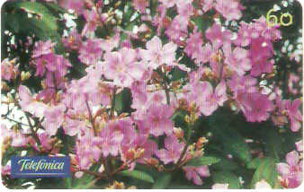 SP-0801 - Quaresmeira Rosa