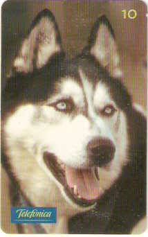 SP-0861 - Cão - Husky Siberiano