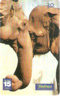 SP-1198 - Animais Silvestres - 08/26