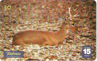 SP-1206 - Animais Silvestres - 16/26