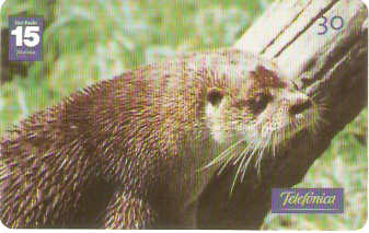 SP-1212 - Animais Silvestres - 22/26