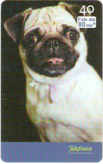 SP-2528 - Filhotes - 09/10 - B