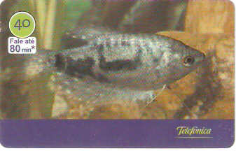 SP-3013 - Peixes - 02/10