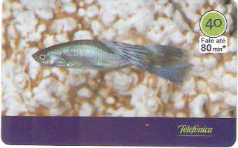 SP-3017 - Peixes - 06/10