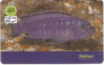 SP-3021 - Peixes - 10/10