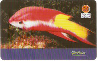 SP-3432 - Animais Marinhos - 02/10