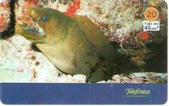 SP-3433 - Animais Marinhos - 03/10