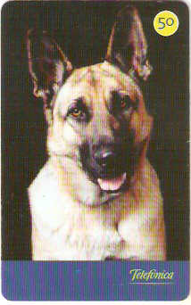 SP-3534 - Cães 2004 - 50 - 01/10