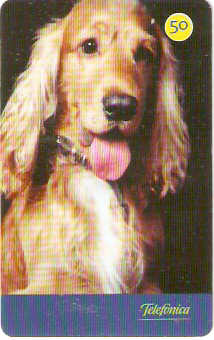 SP-3538 - Cães 2004 - 50 - 03/10