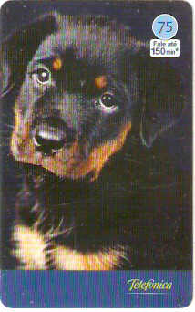 SP-3542 - Cães 2004 - 75 - 05/10