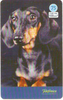 SP-3544 - Cães 2004 - 75 - 06/10