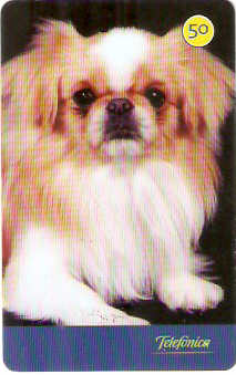 SP-3547 - Cães 2004 - 50 - 08/10 - A