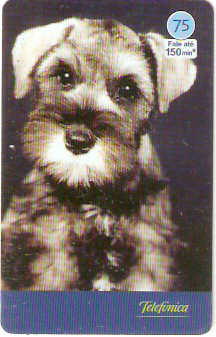SP-3550 - Cães 2004 - 75 - 10/10