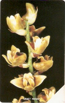 SRL-15 - Orquídeas - 10