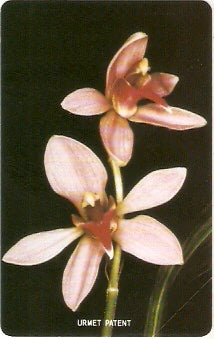 SRL-17M - Orquídeas - 50